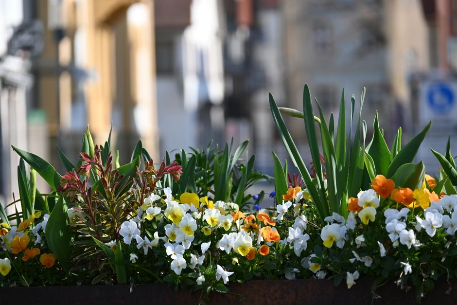 A vibrant arrangement of fresh flowers in a rectangular planter, featuring white, yellow, and orange pansies, complemented by tall green leaves and stems. The flowers are densely packed, showcasing th