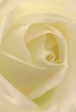 Stepping into the delicate embrace of this cream-hued rose, you sense the artistry and warmth that Colney Hatch florists bring to every arrangement. The petals, softly translucent around the outer rim, spiral gently inward with the patience of nature and the guiding touch of skilled hands. Subtle tones of ivory blend with a luminous glow, reminiscent of the tranquil light that spills through Woodhouse Road on a summer's morning. Slender shadows rest between each fold, adding graceful drama without disturbing the inherent peace of the composition. This rose, ideal for sending sympathy, celebrating new beginnings, or simply showing admiration, captures a mood of quiet reverence and comforting grace found throughout Colney Hatch. The imagined hint of sweet, clean fragrance lingers - understated, yet unmistakable. This close-up perspective immerses you in the tactile softness and emotive power of a locally made bouquet, revealing both the delicate beauty of the bloom and the heartfelt intention behind choosing such a flower for someone dear in the Colney Hatch community.